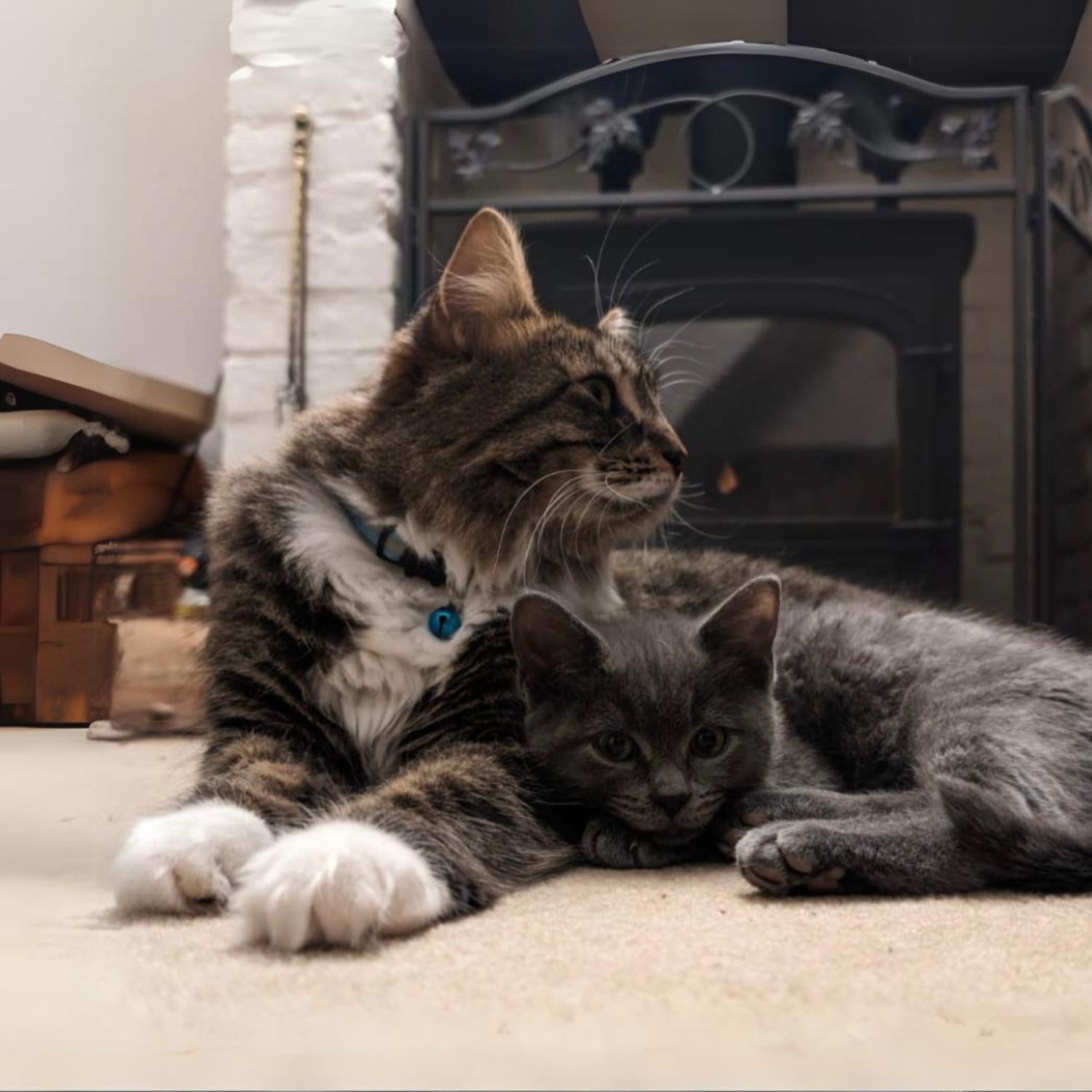 How to Introduce My Cat to a New Kitten: Expert Tips