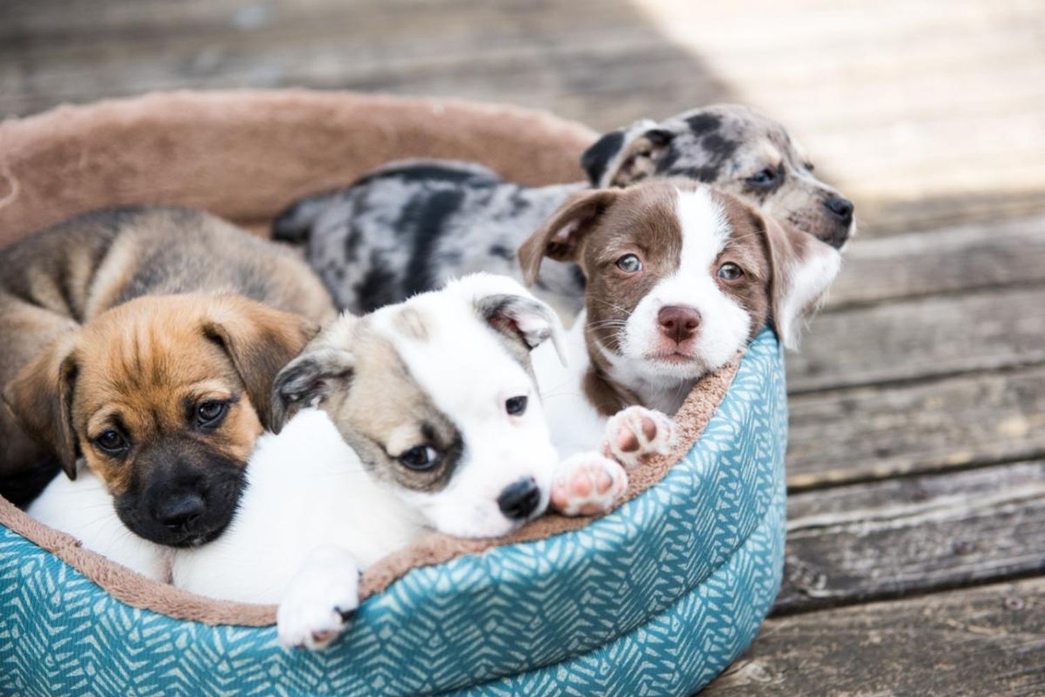 Pet stores shop that sell puppies