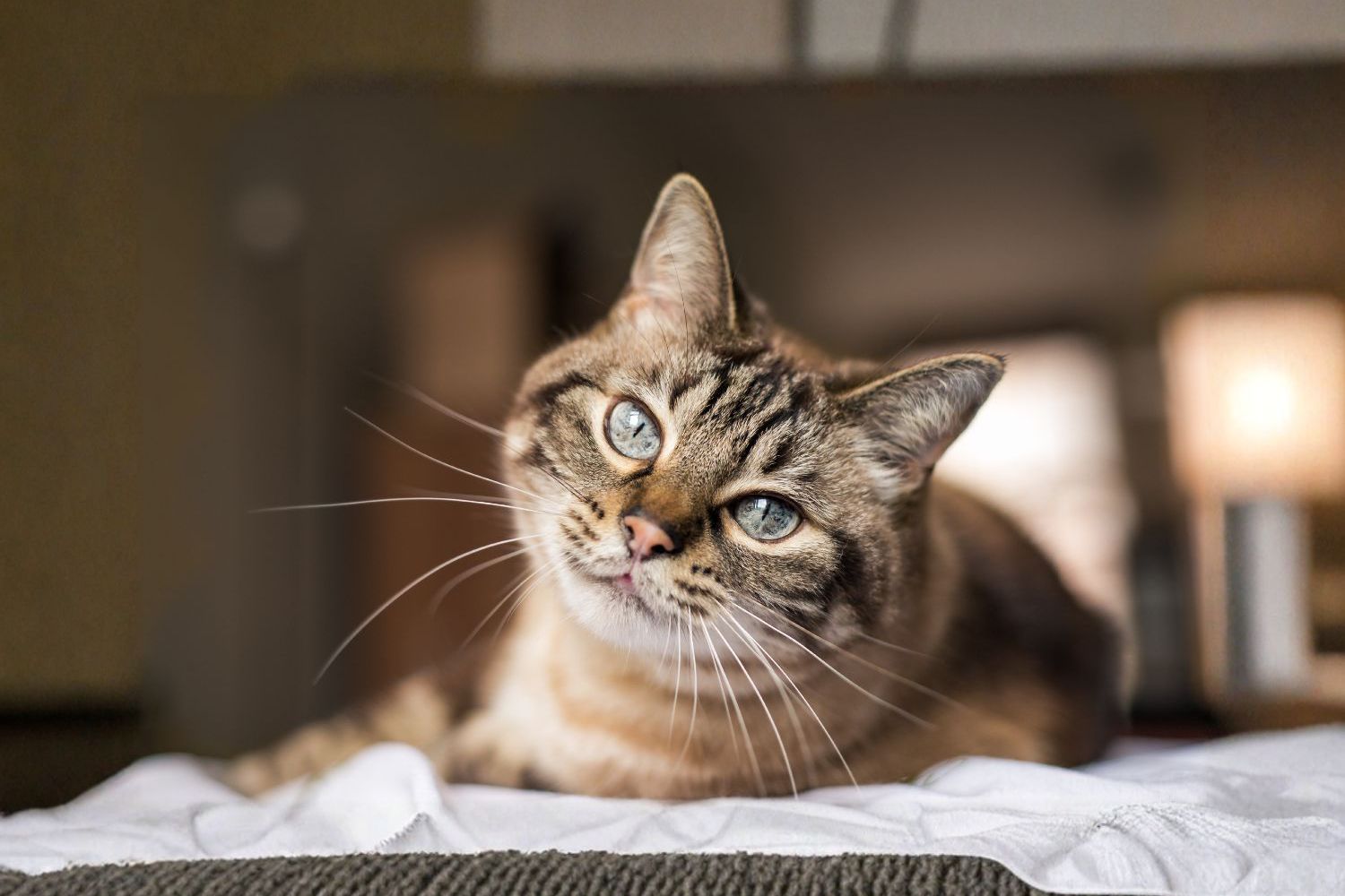 How Cats Communicate: Understanding Your Cat’s Body Language and ...