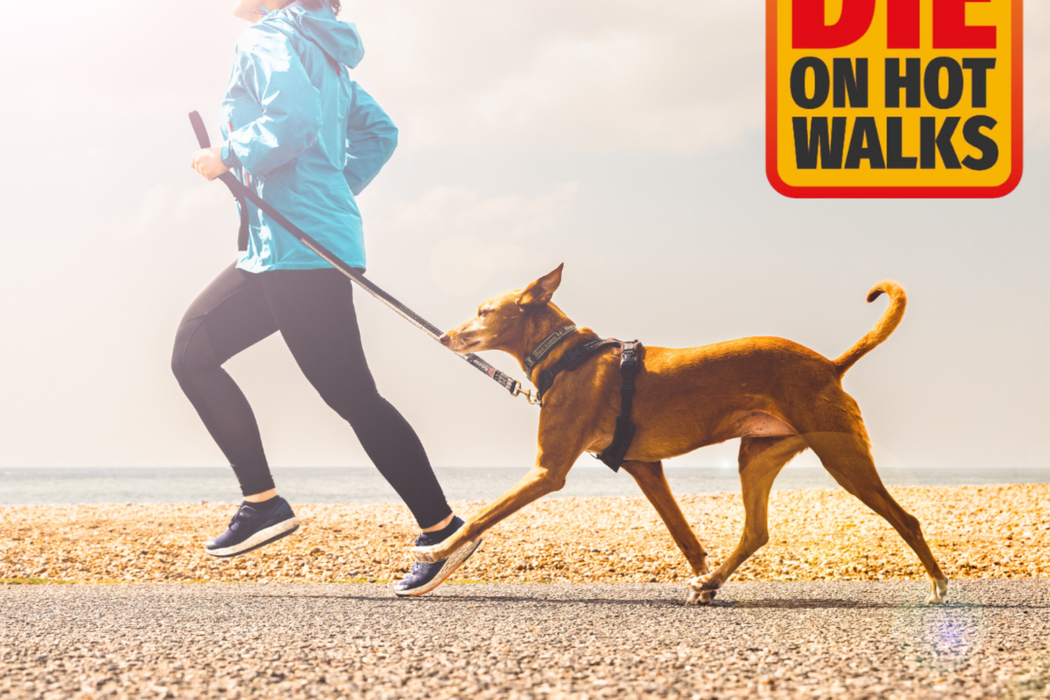 “Silent Killer” Walking dogs in hot weather as ‘deadly as a hot car