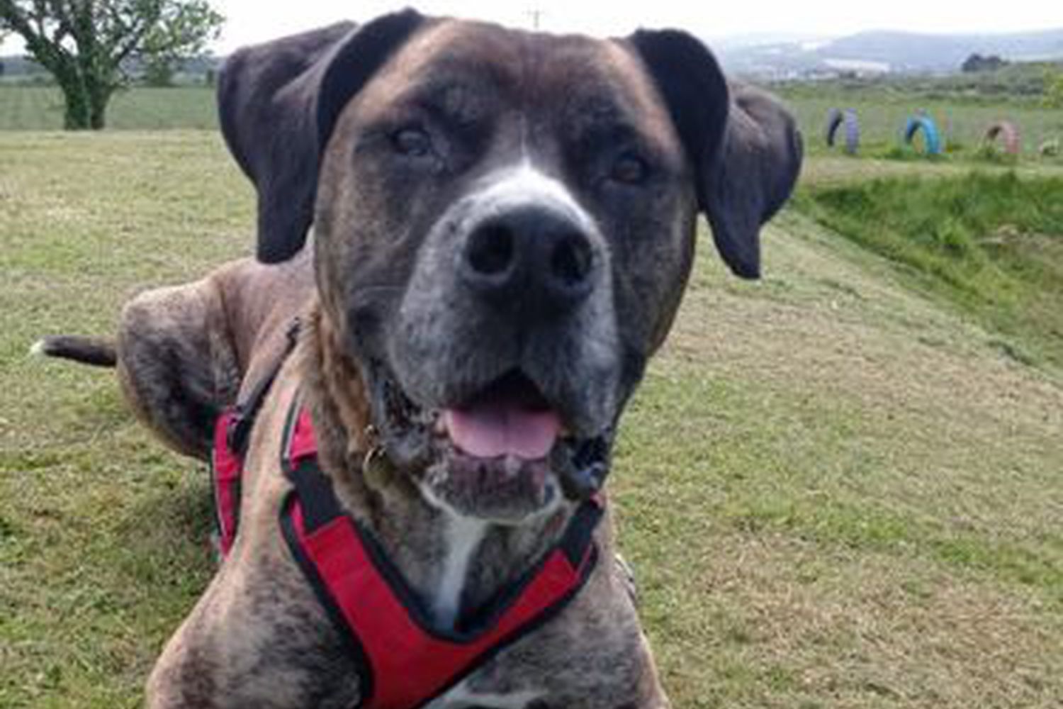 Your Dog and The Law | National Animal Welfare Trust