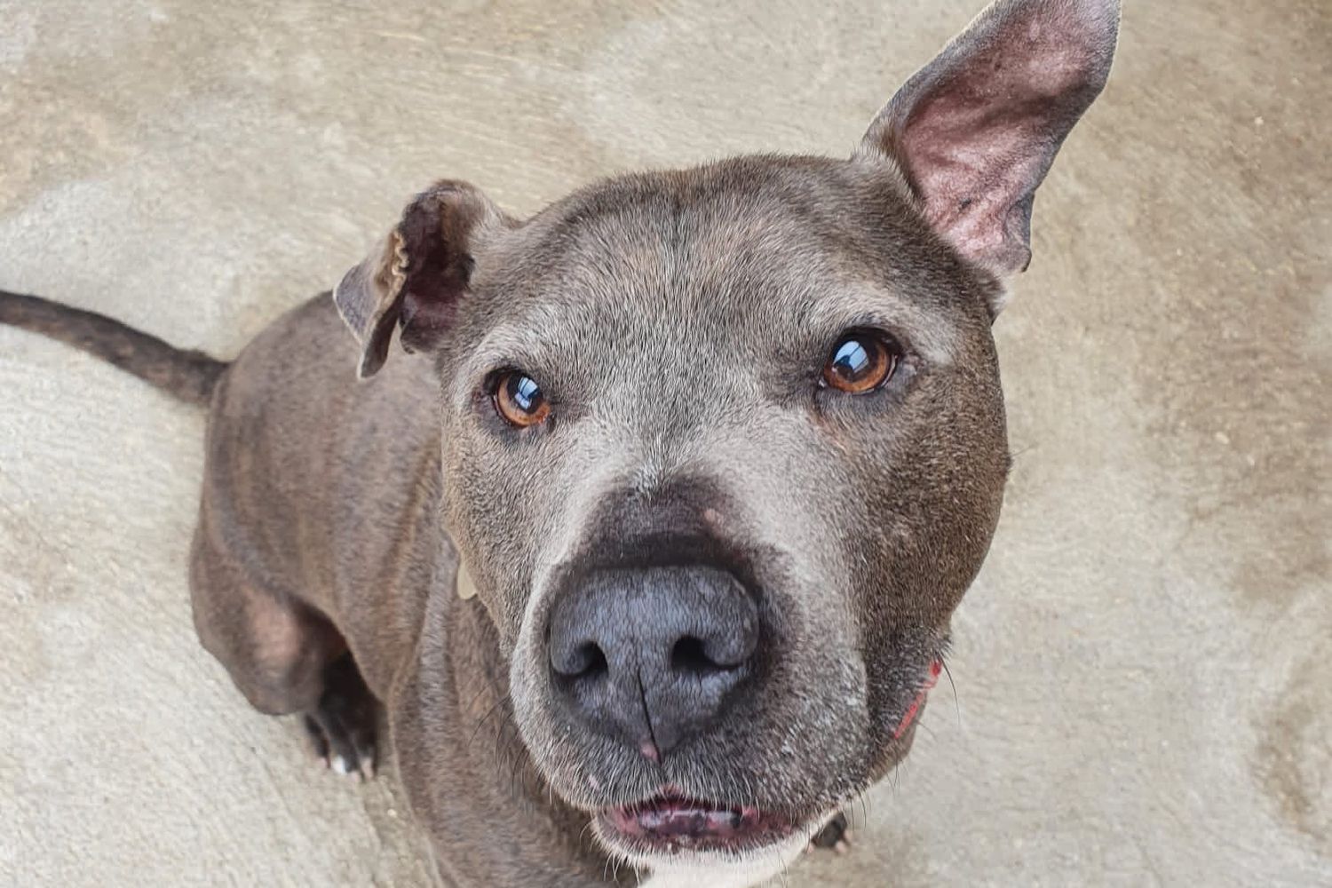 What to do if you find a stray or lost dog | National Animal Welfare Trust