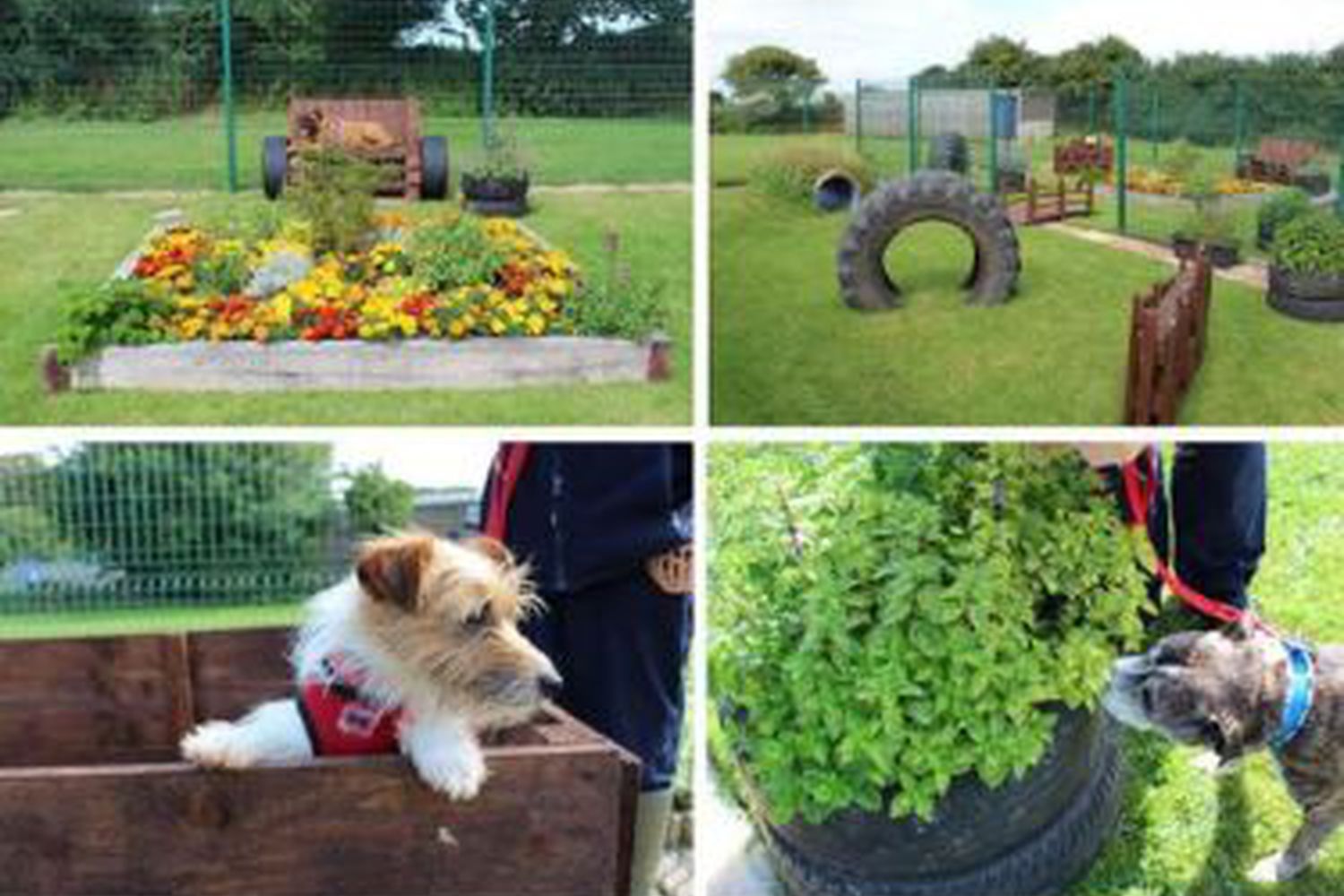 Cornwall centre reveal sensory garden National Animal Welfare Trust