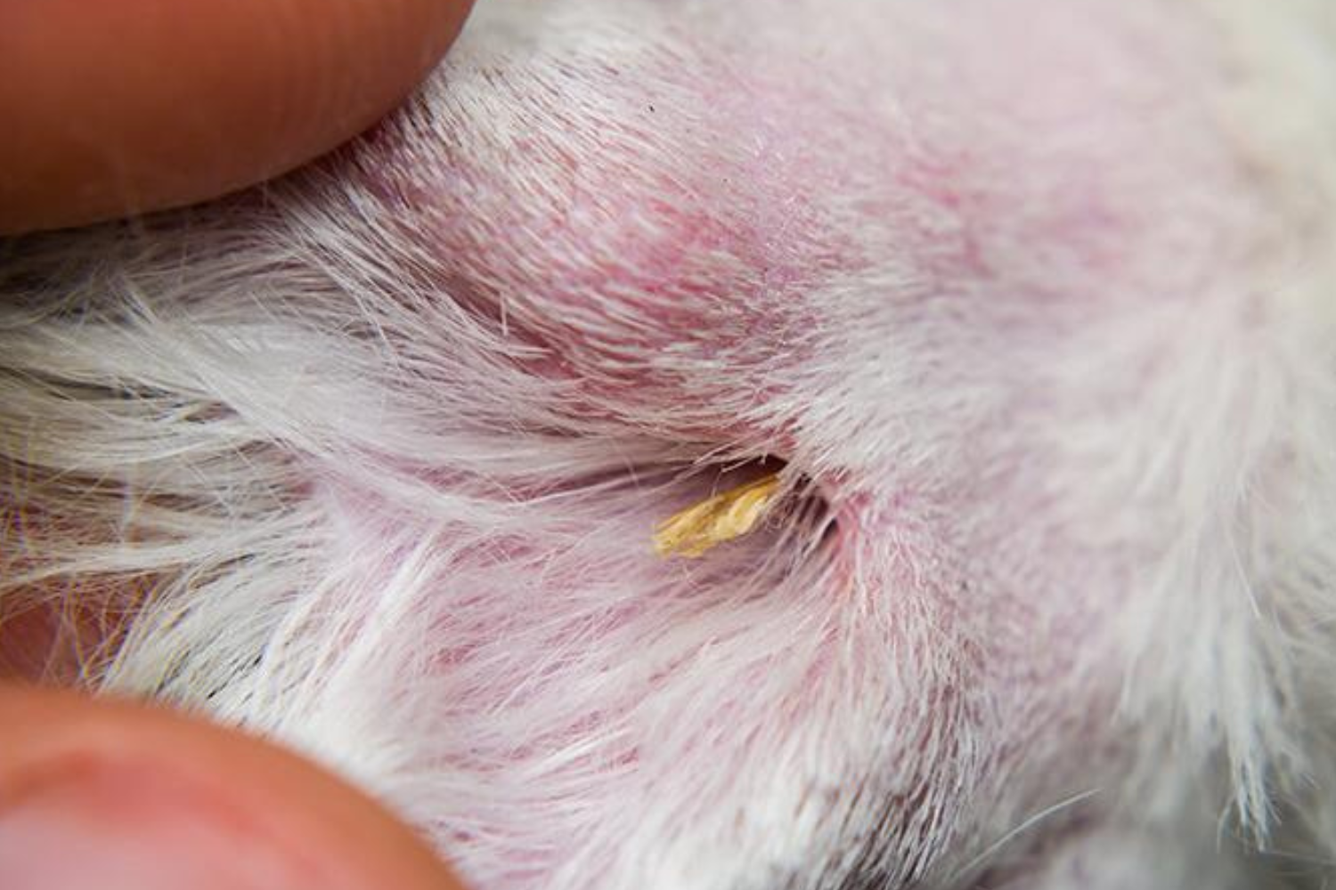 Stunning Are Grass Clippings Toxic To Dogs image