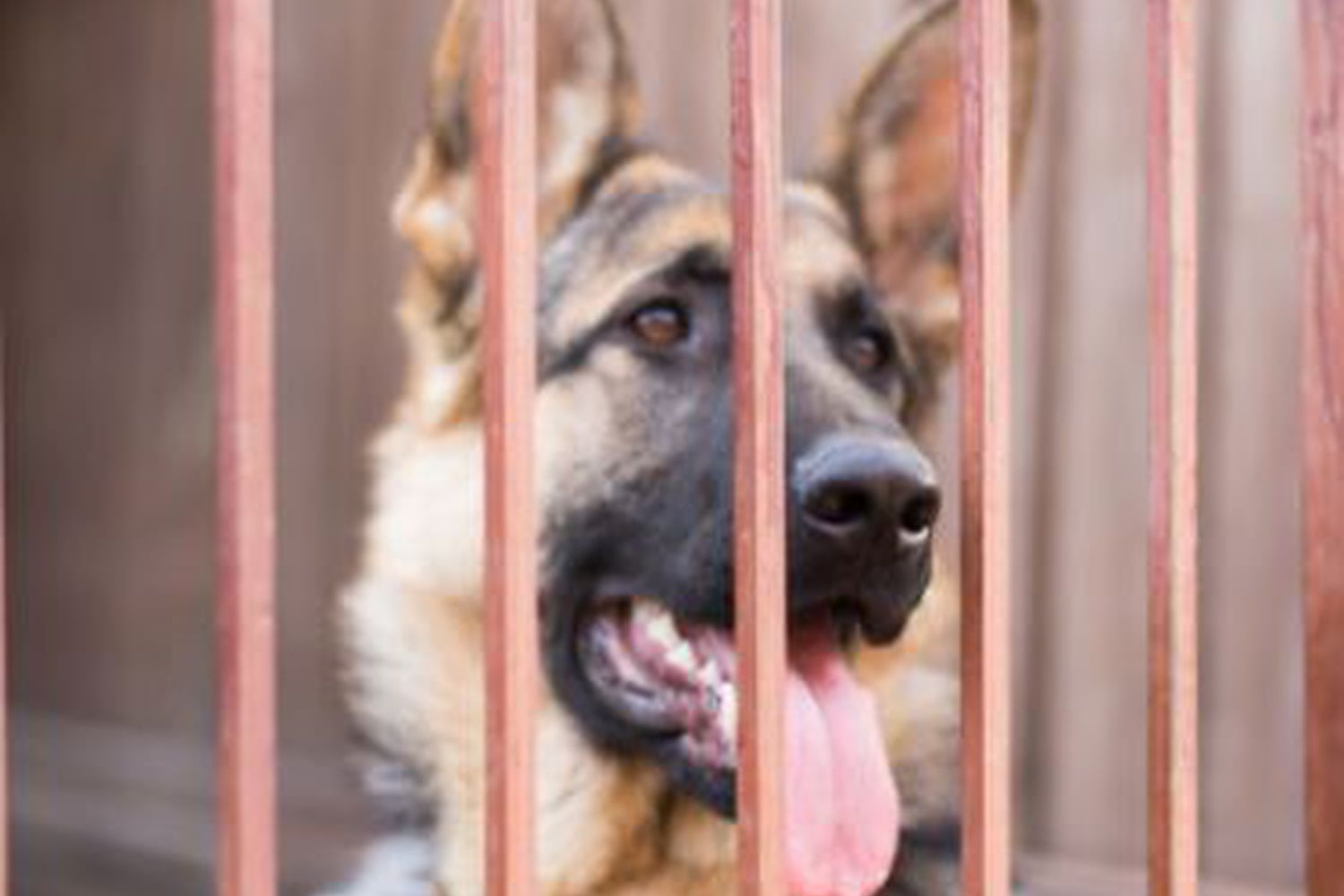 Changes to the dangerous dog act Advice for owners National Animal Welfare Trust