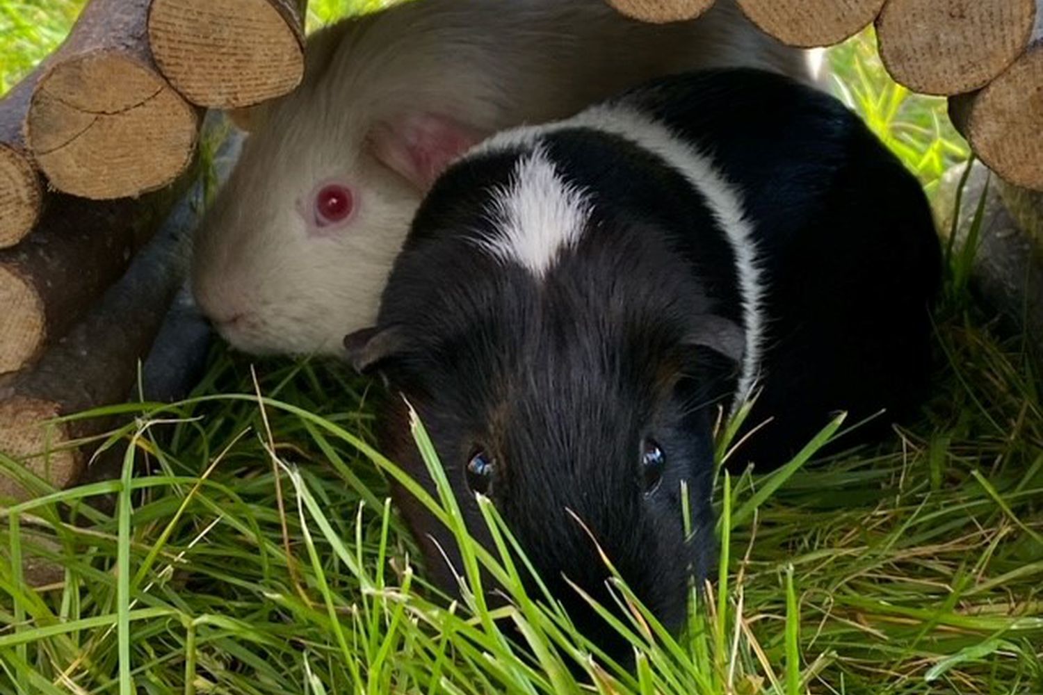 Boris – from fostering to a love story | National Animal Welfare Trust