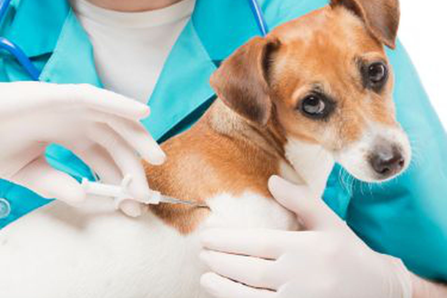 Gps microchip for dogs uk online