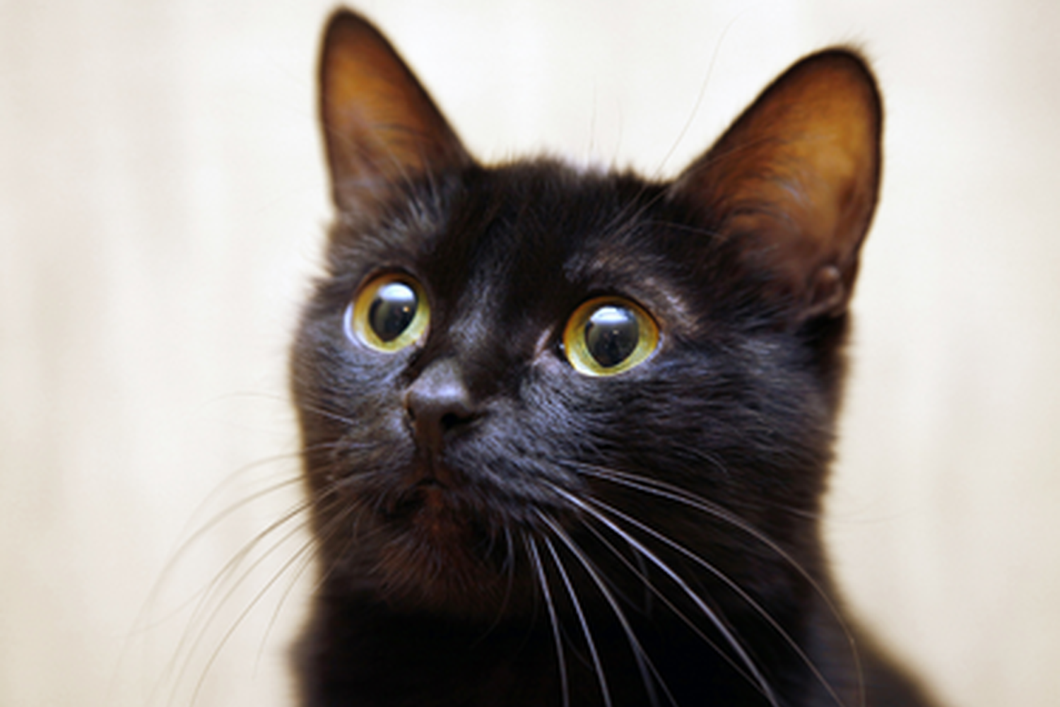 Why are black cats overlooked? National Animal Welfare Trust