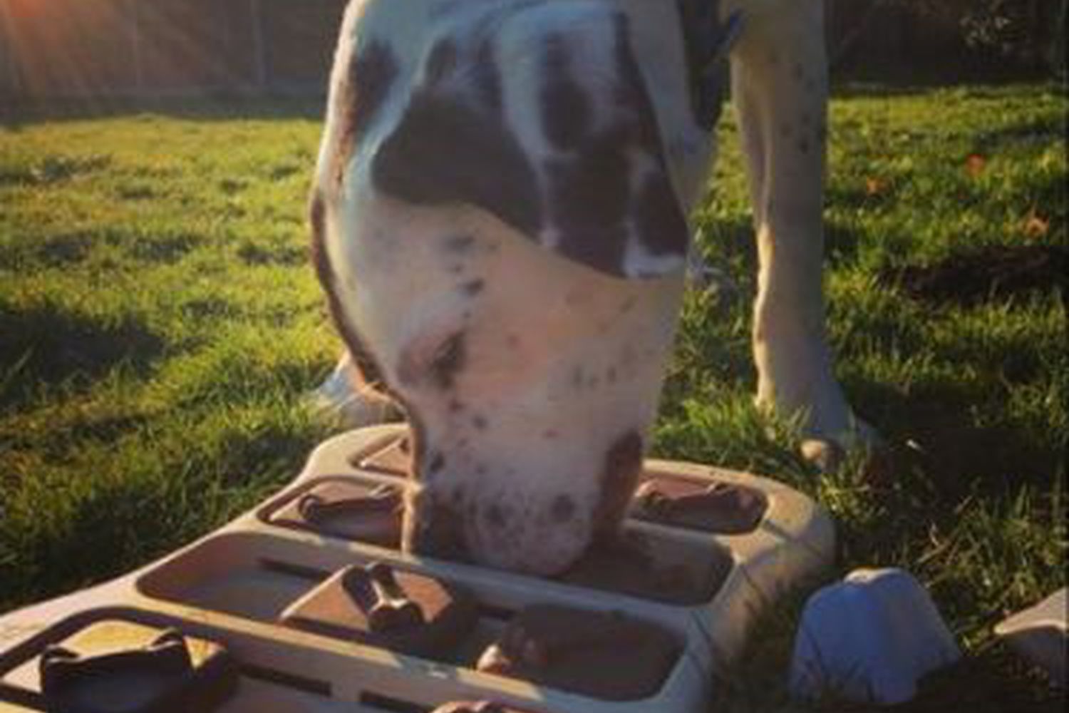 7-diy-canine-enrichment-ideas-national-animal-welfare-trust