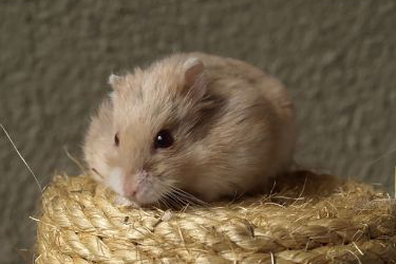 Tan sale dwarf hamster