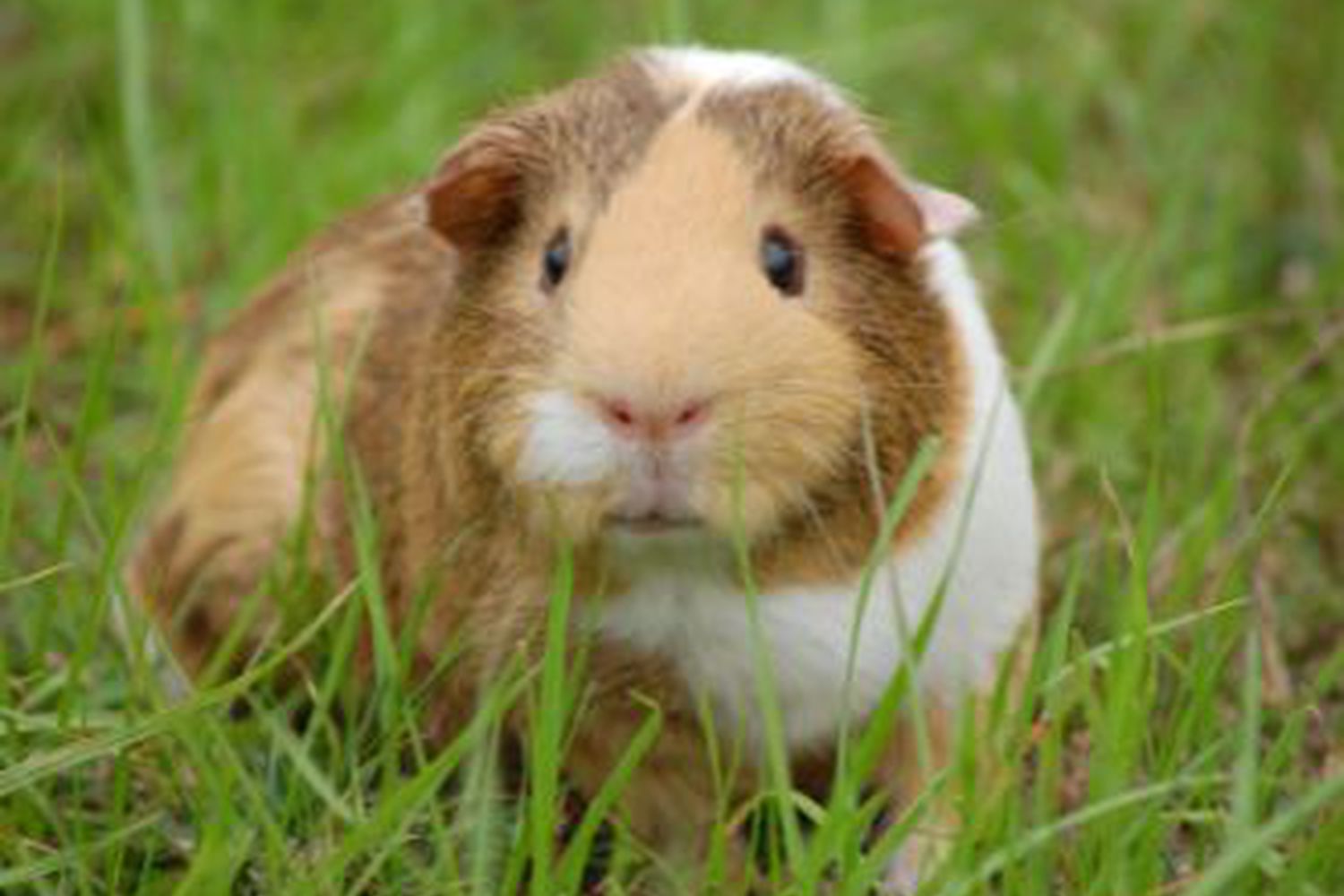 Price of guinea pigs pets hotsell at home