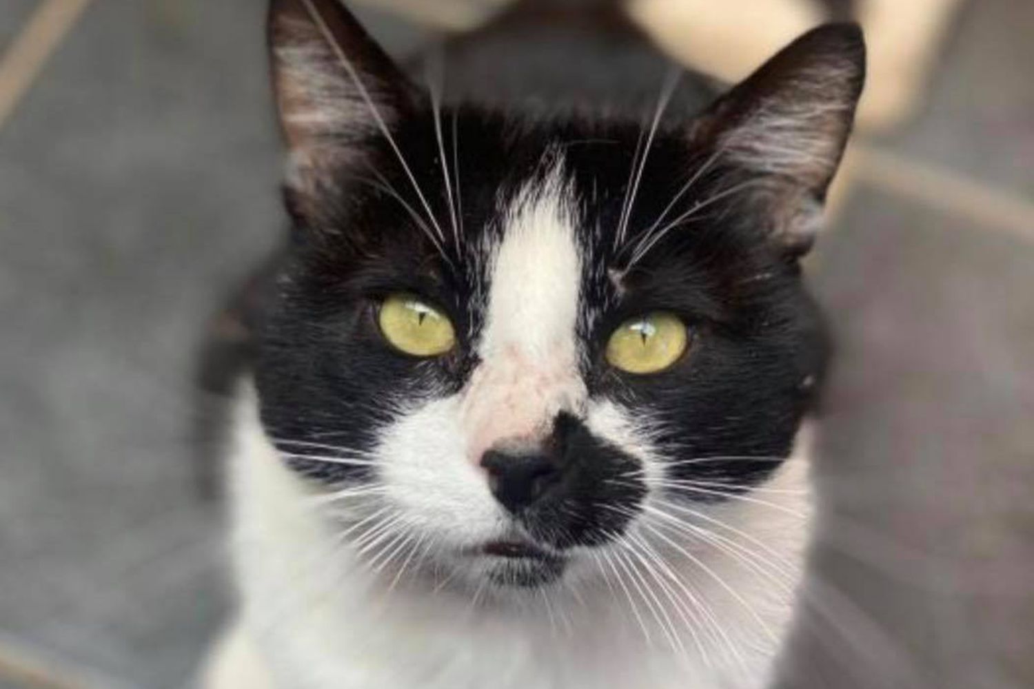 What to do if you think a cat is a stray National Animal Welfare Trust