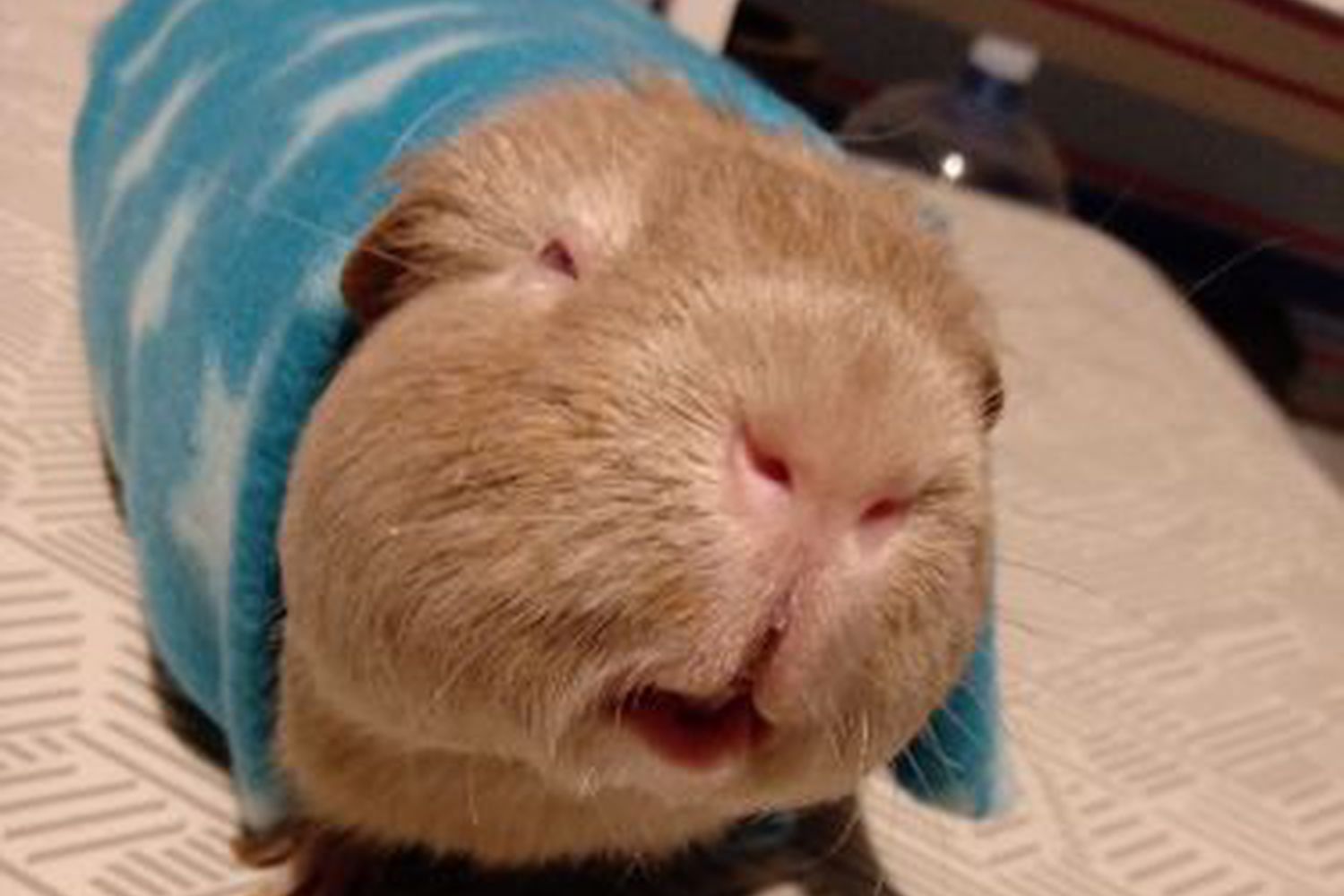 Blind guinea pig care 2025